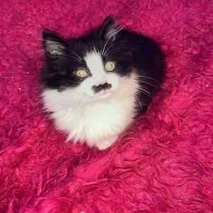 Meet your Posher, Ava